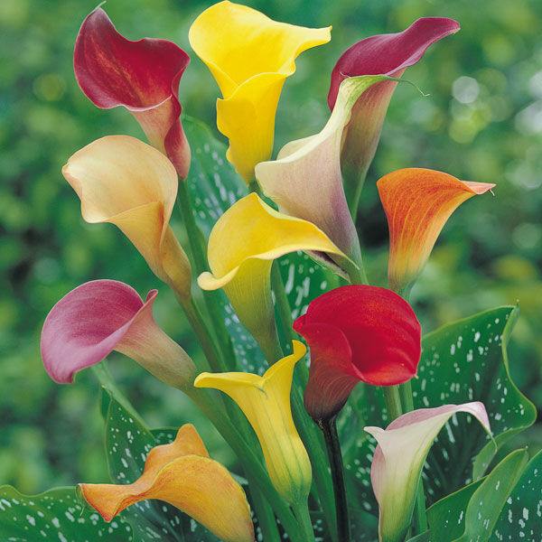 Calla Lily 'Spectrum Mix'