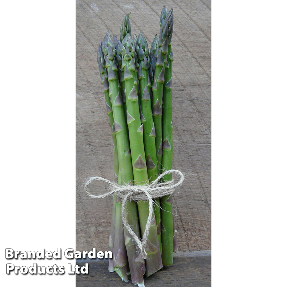 Asparagus 'Guelph Eclipse'