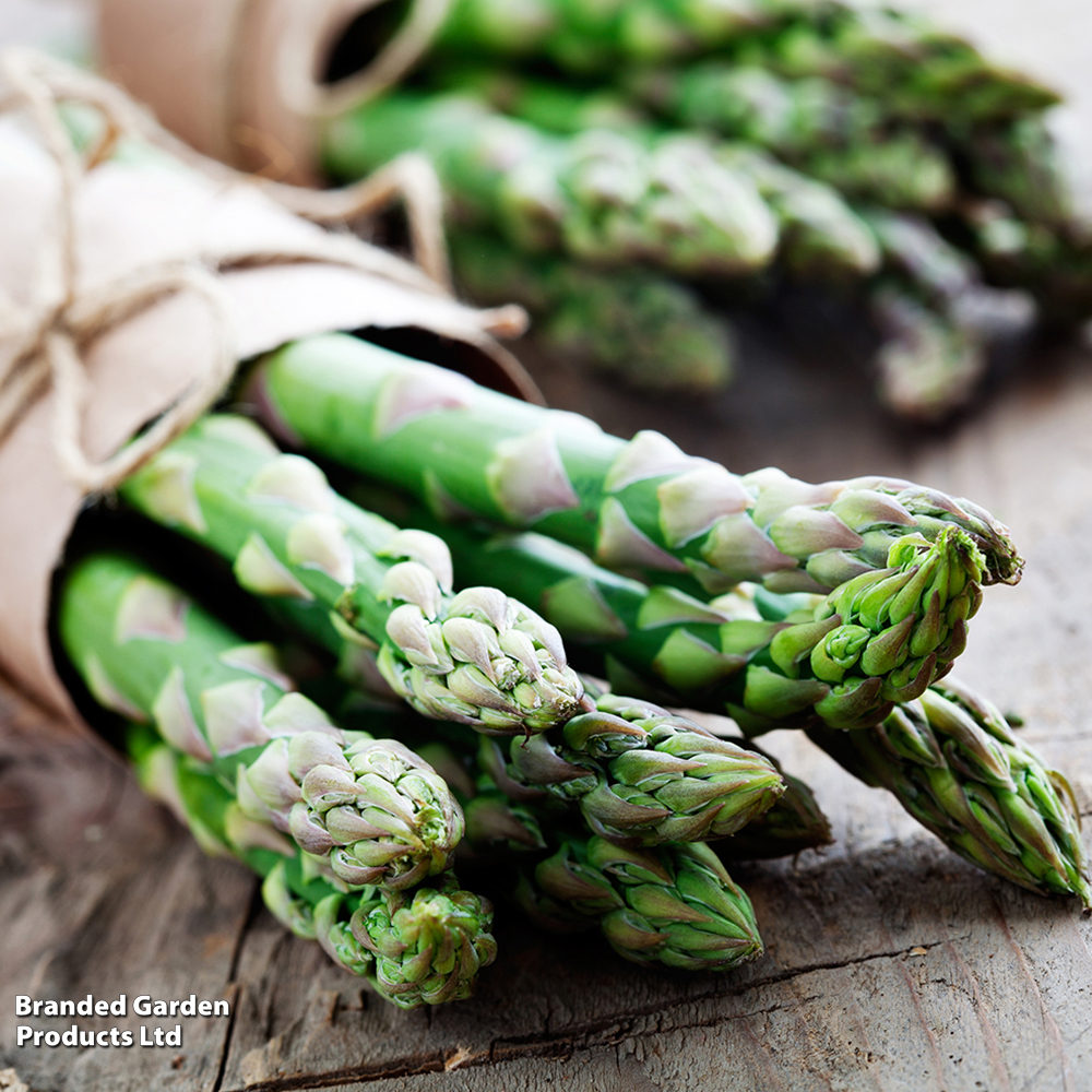 Asparagus 'Raffaelo'