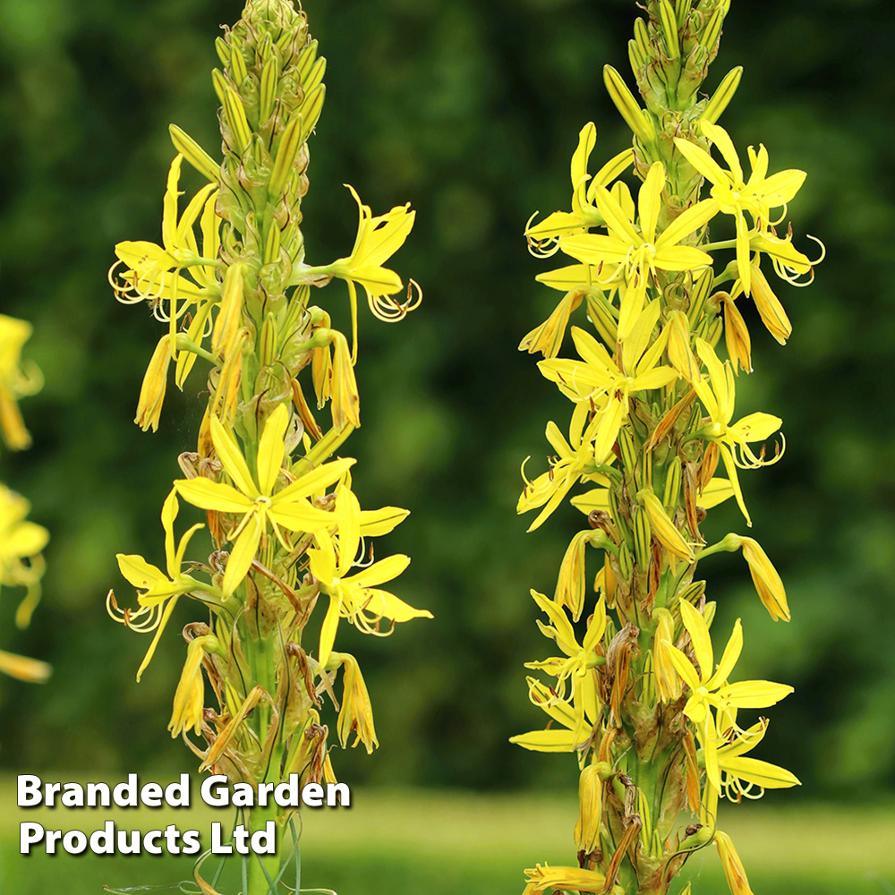 Image of Asphodeline 'Yellow Candle'