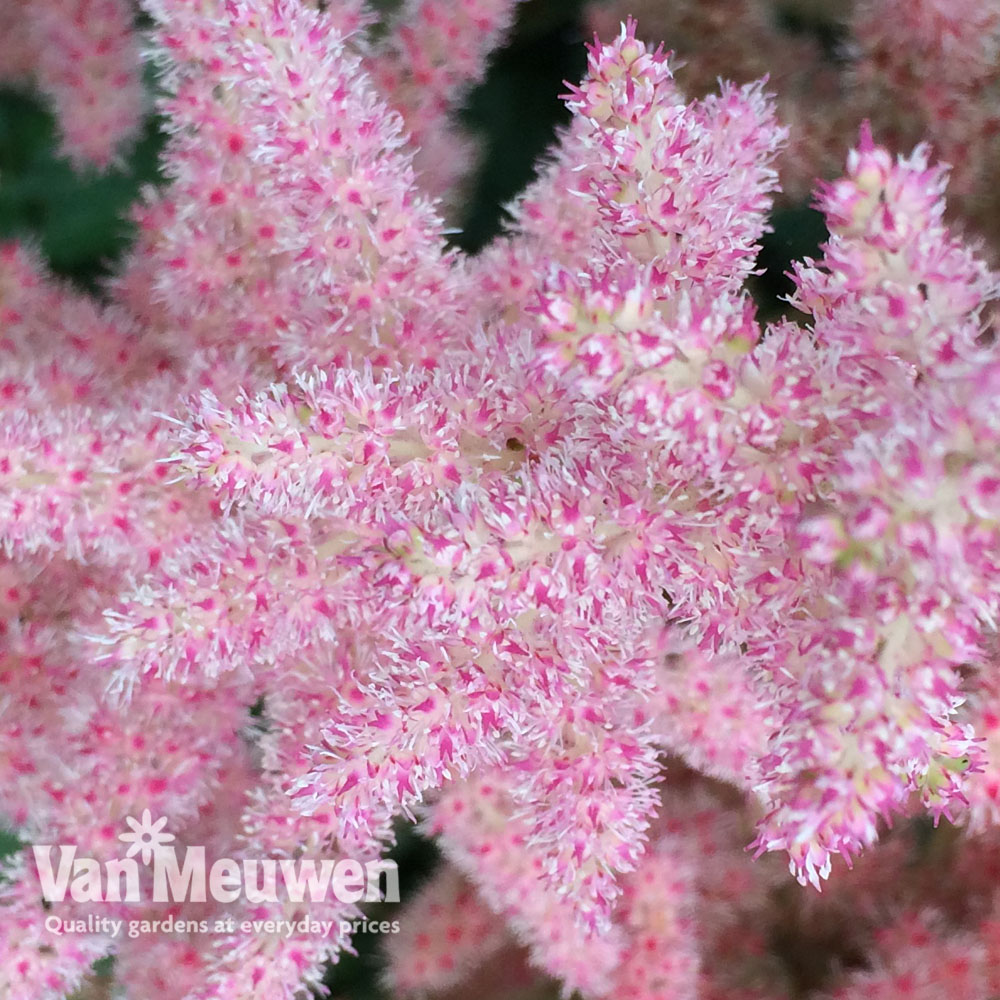 Astilbe Censation&trade; 'Glitter & Glamour'