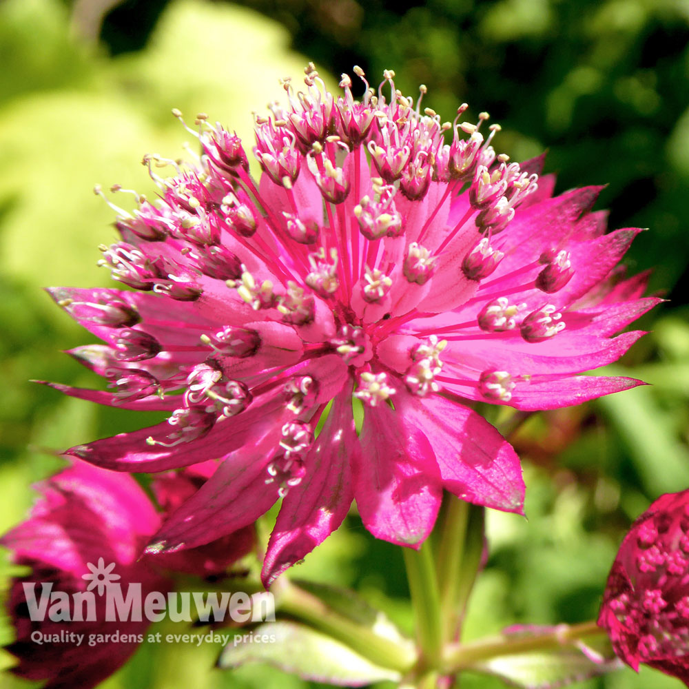 Astrantia major Censation&trade; 'Milano'