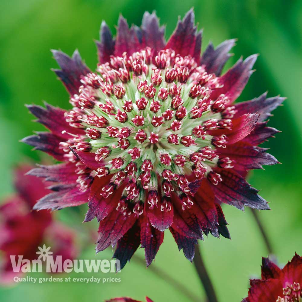 Astrantia major 'Moulin Rouge'