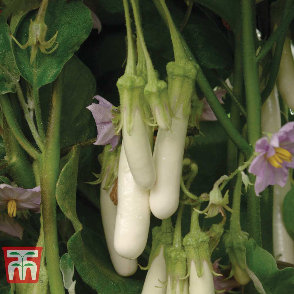 Aubergine 'Gretel' F1 Hybrid