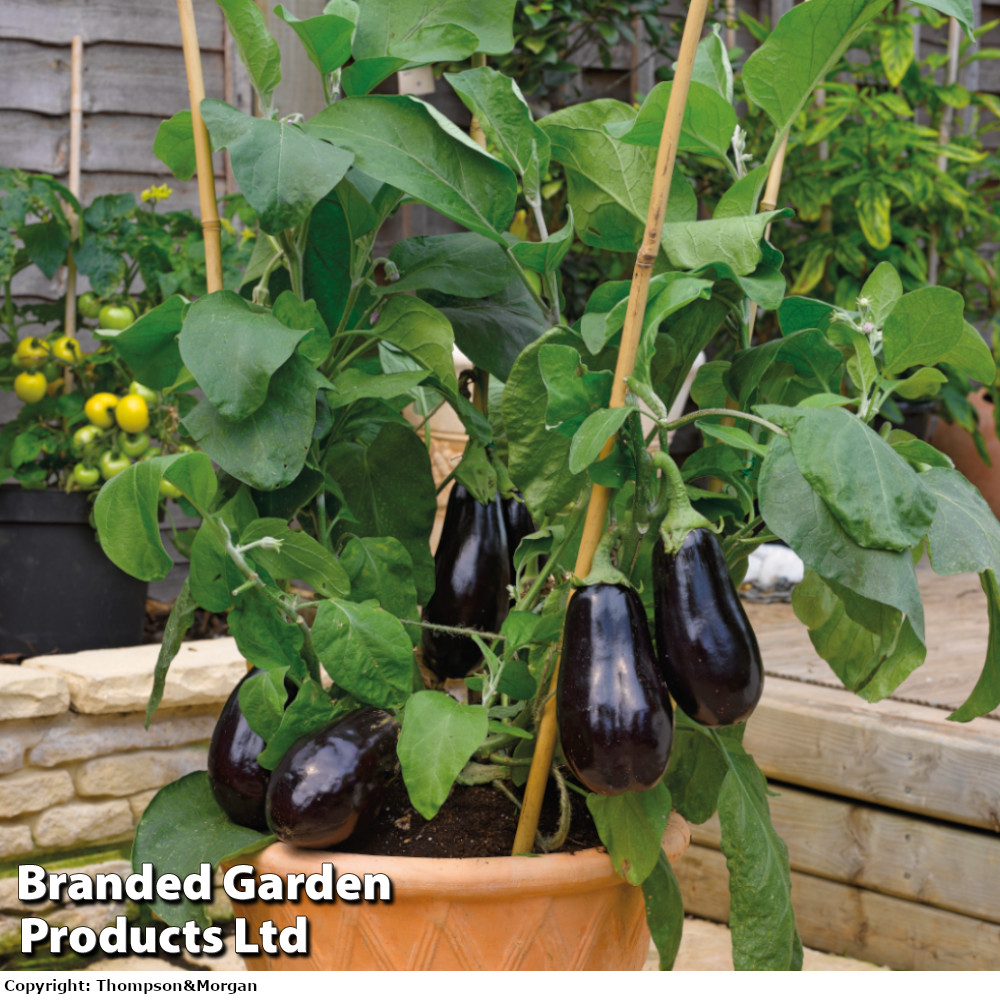 Aubergine 'Scorpio' F1 Hybrid (Grafted)