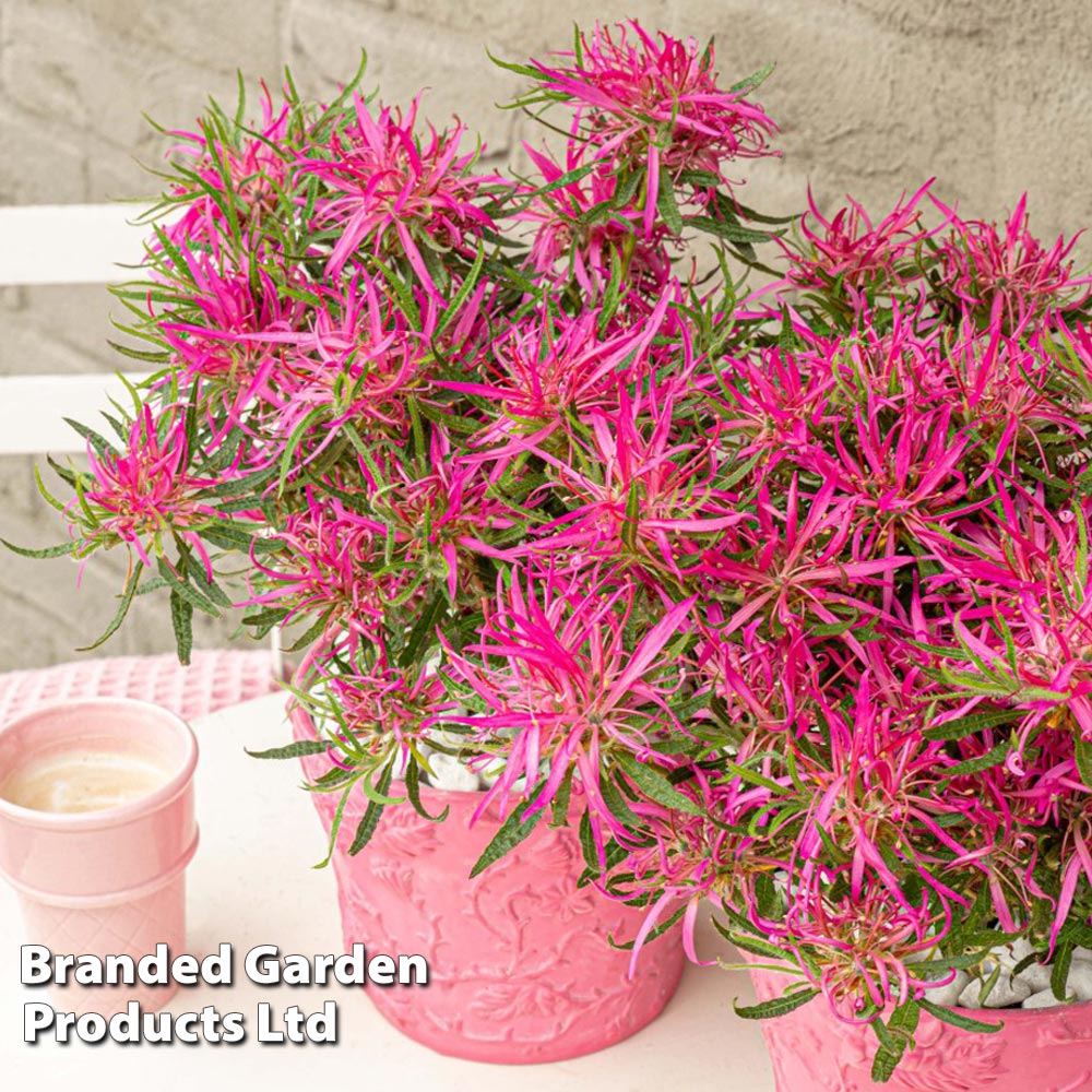 Azalea Starstyle Pink