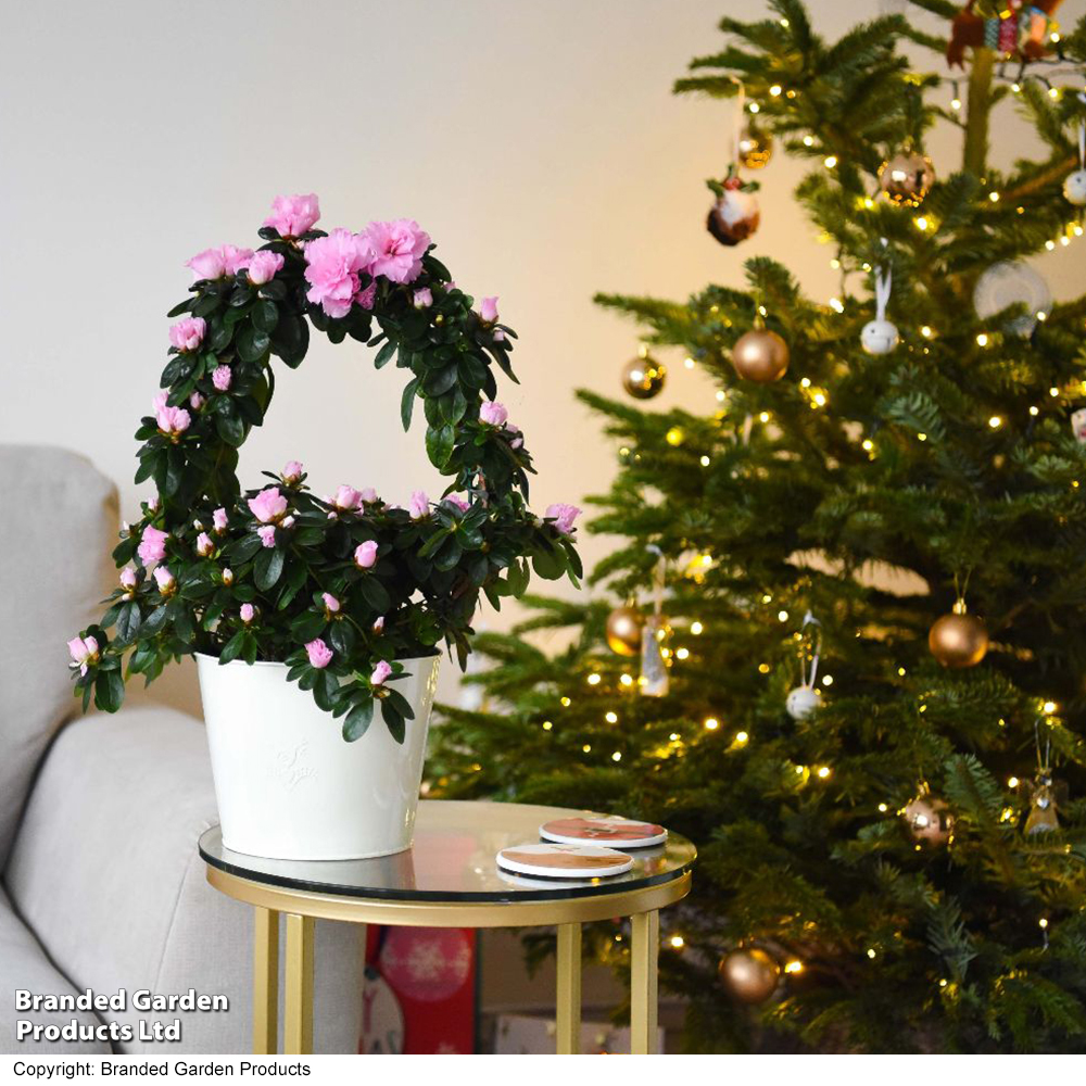 Azalea 'Deep Pink' on a Hoop - Gift