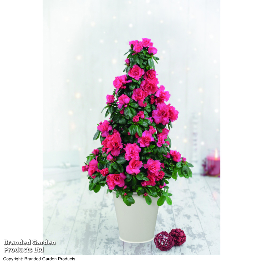 Christmas Azalea Tree - Gift