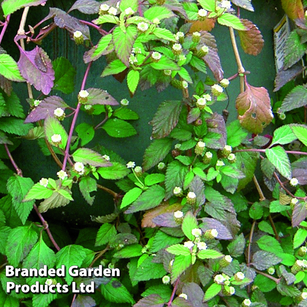 Aztec Sweet Herb 'Colada' (Botanical Infusions Plants)