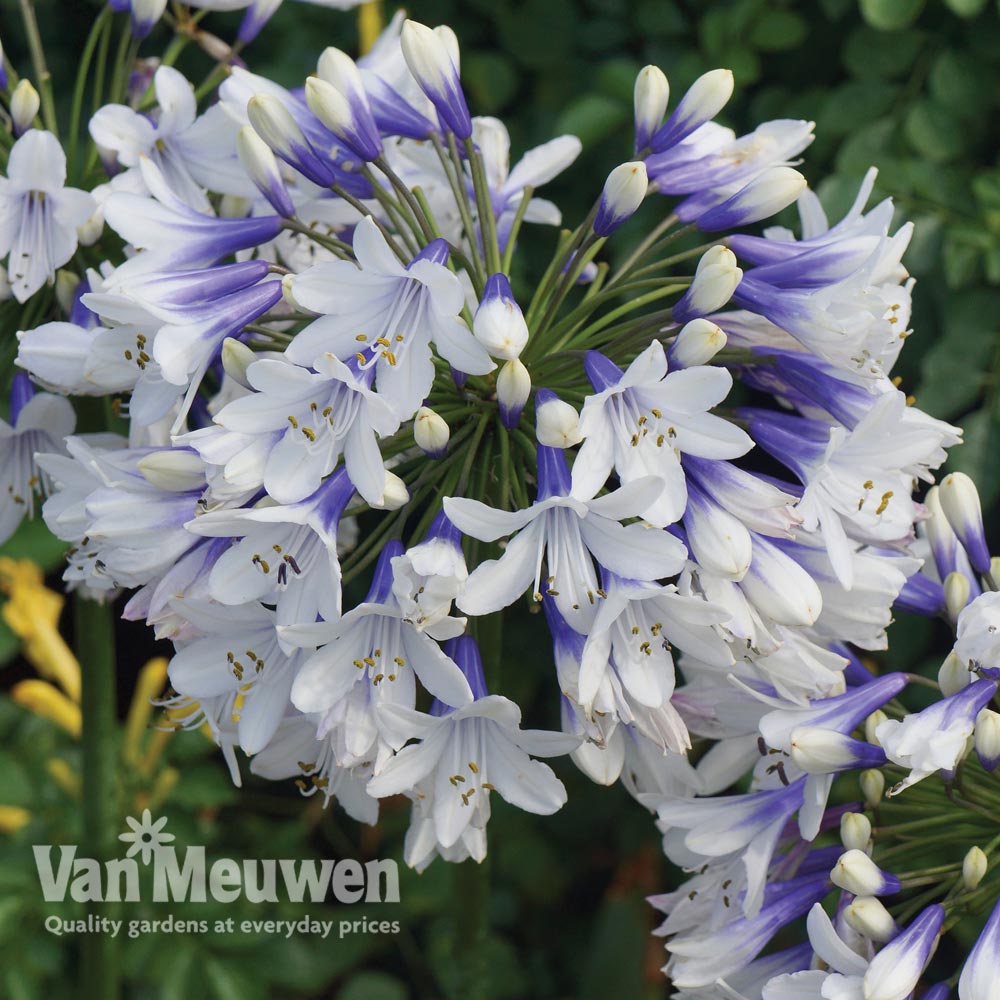 Agapanthus 'Twister'