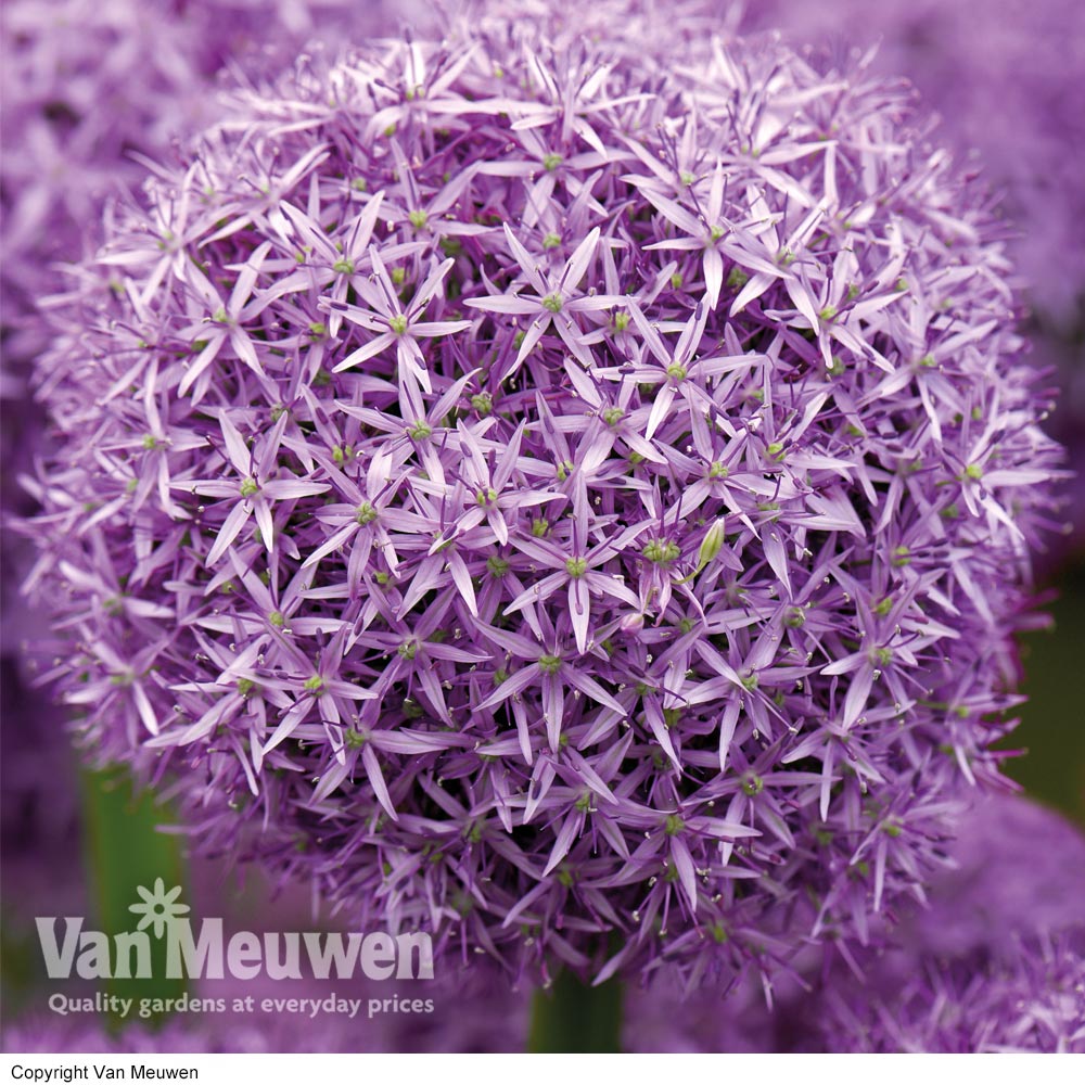 Allium 'Globemaster'