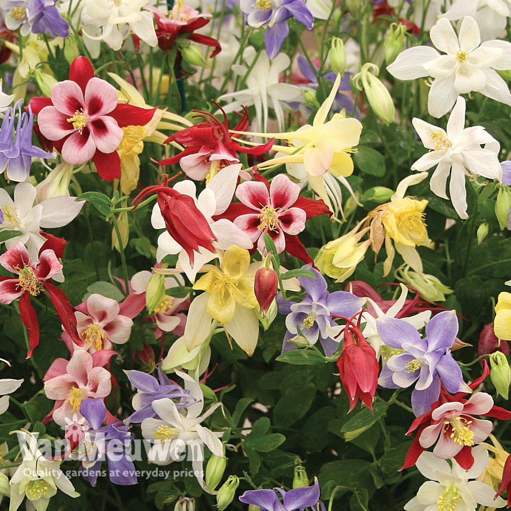 Aquilegia 'Mckana Hybrids'