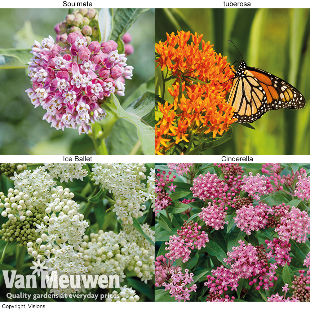 Asclepias Collection