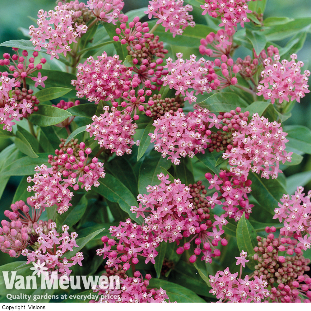 Asclepias incarnata 'Cinderella'