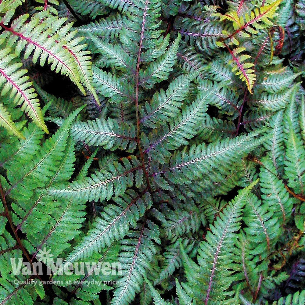 Athyrium niponicum var. pictum 'Ursula's Red'