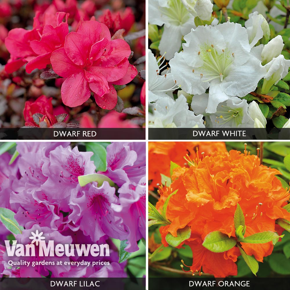 Image of Azalea 'Dwarf Collection'