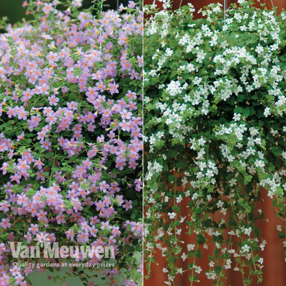 Bacopa 'Topia' Duo