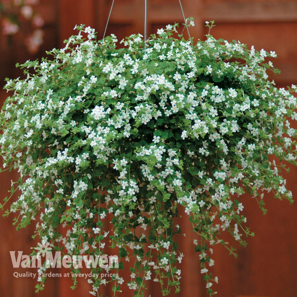 Bacopa 'Snowtopia'