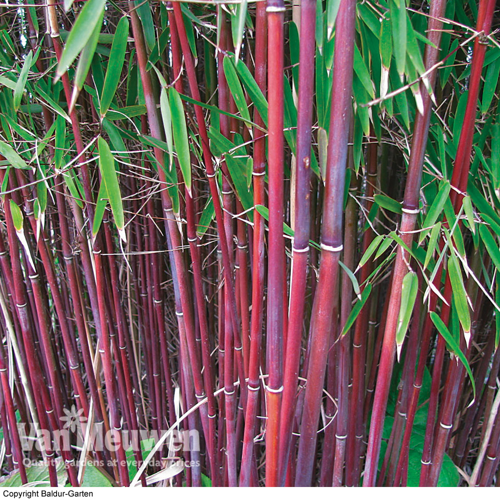 Bamboo 'Asian Wonder'