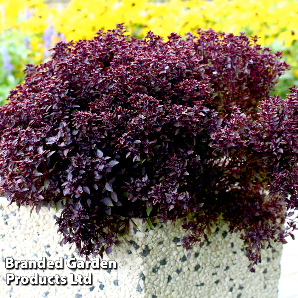 Basil 'Purple' (Peat Free)