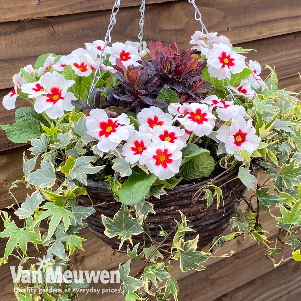 Starry Eyes Mix (Pre-Planted Basket)