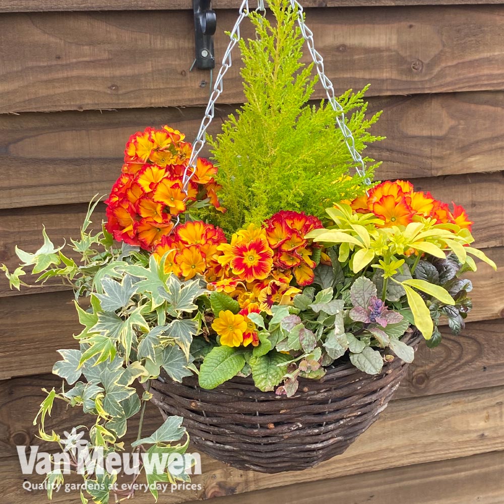 Autumn Sunset Mix (Pre-Planted Basket)