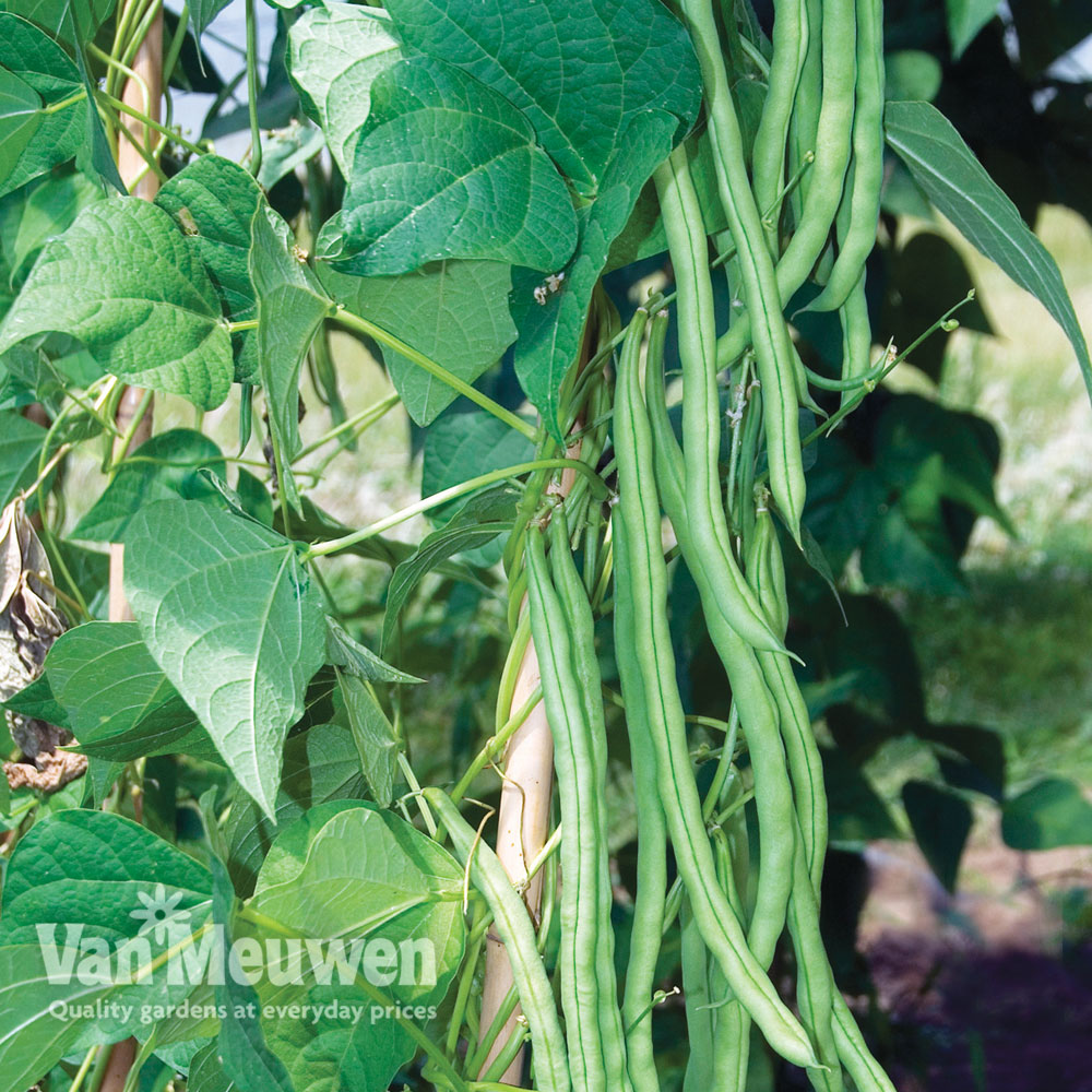 Climbing Bean 'Monte Cristo'