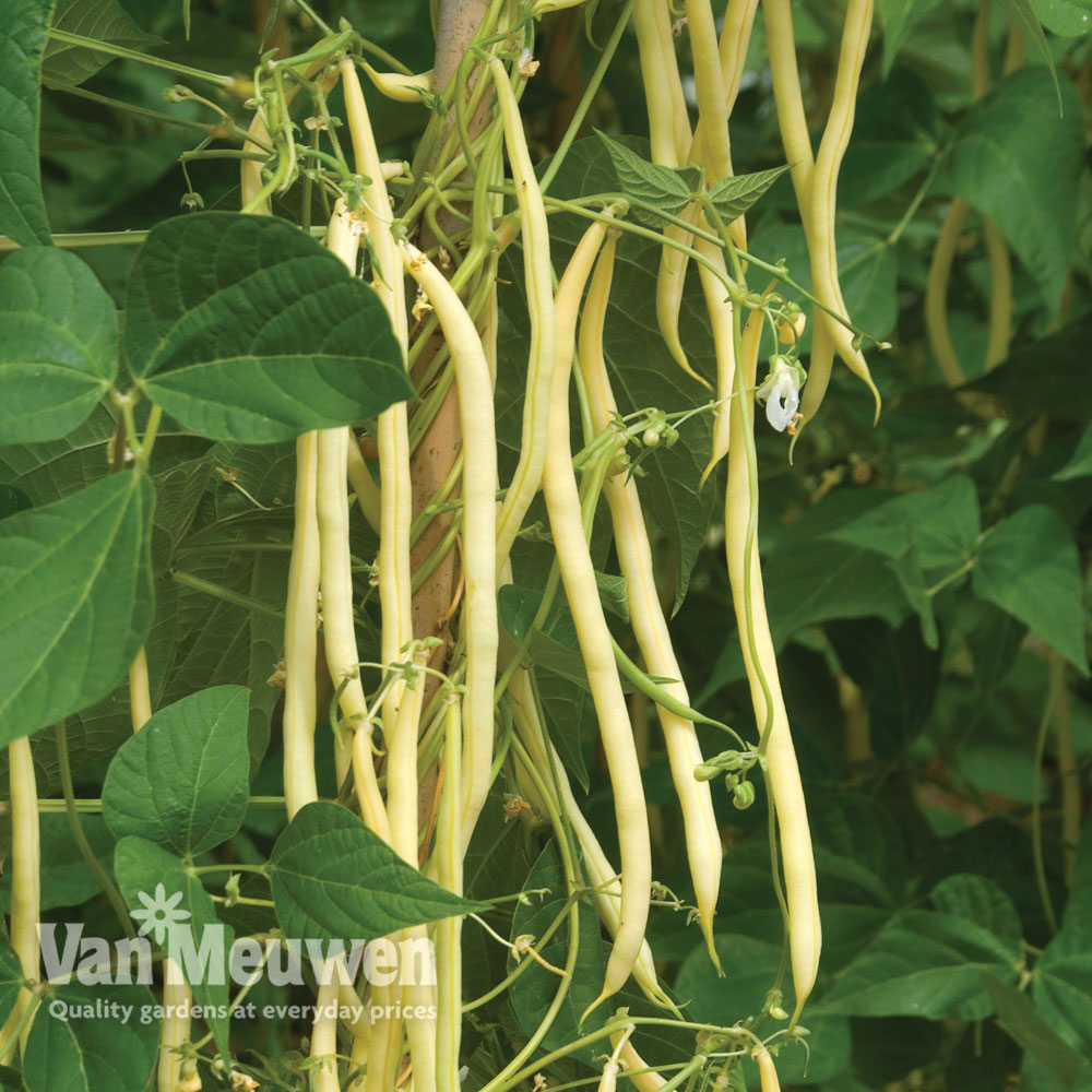 Climbing Bean 'Monte Gusto'