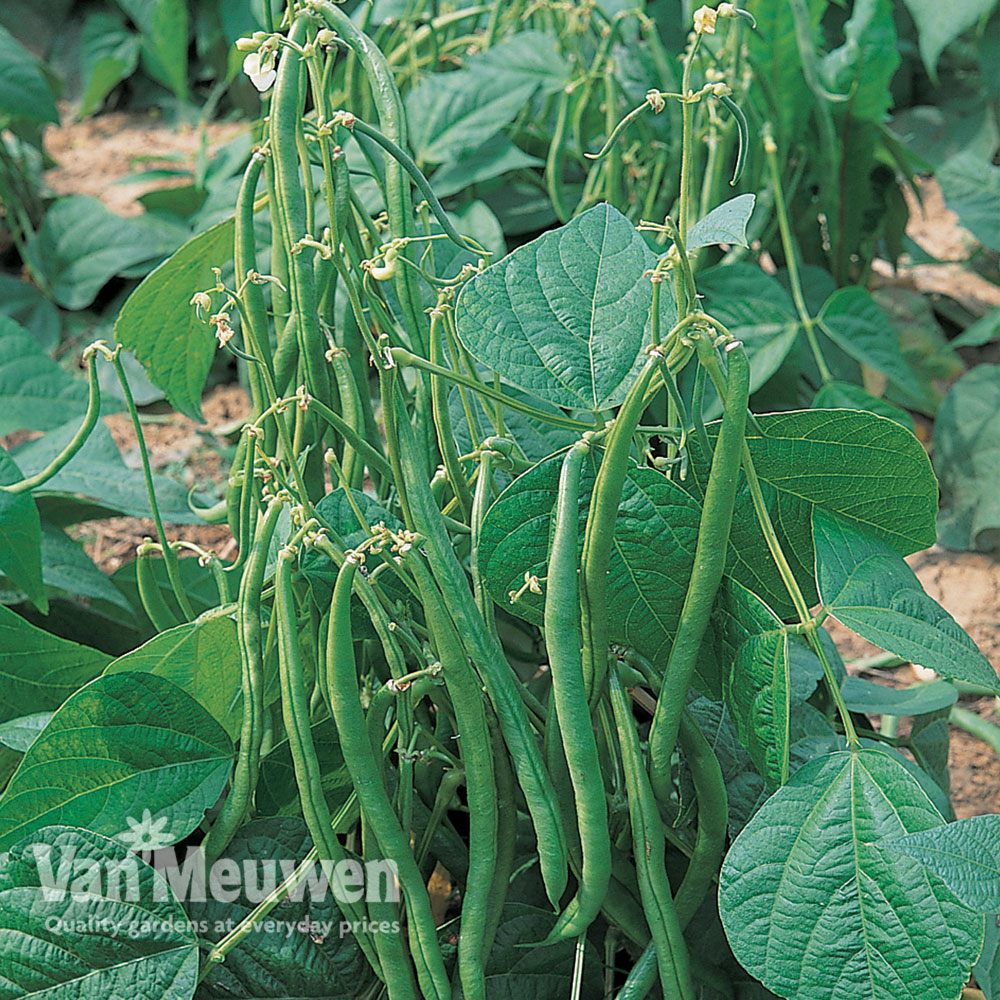 Dwarf Bean 'Maxi'