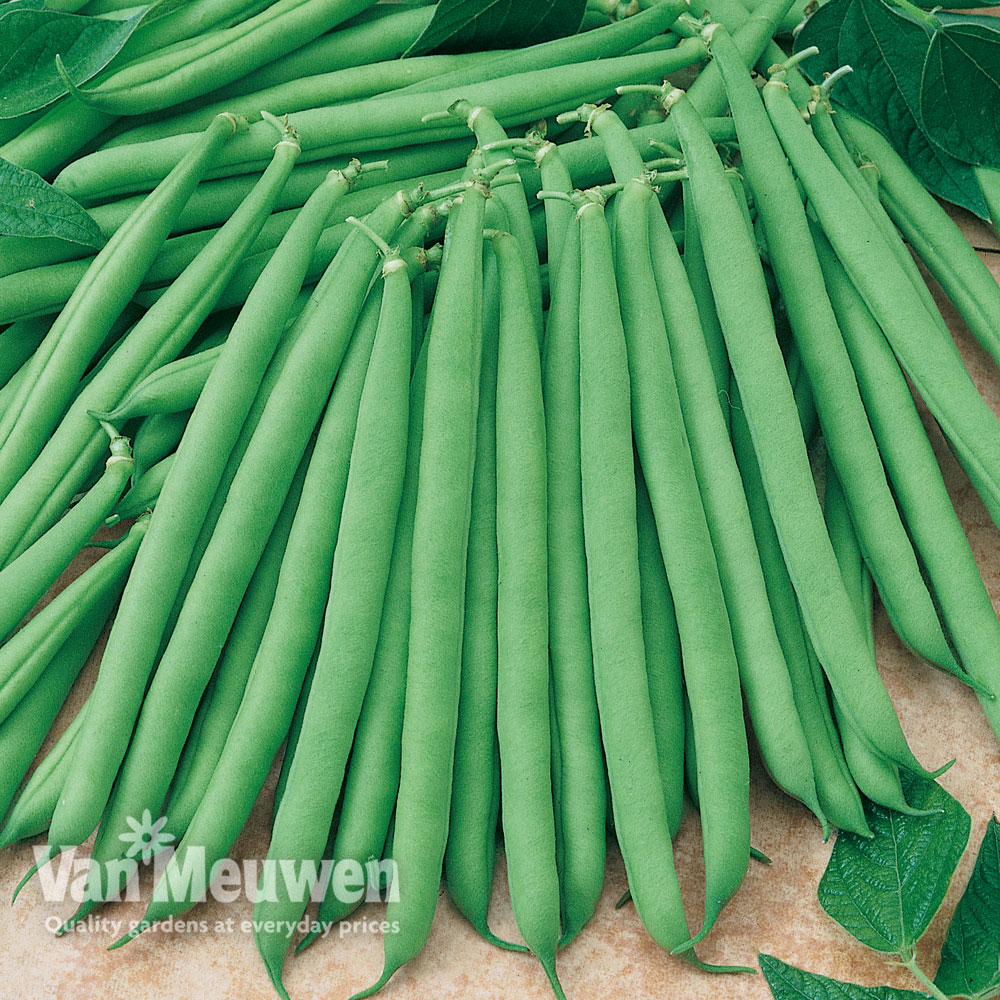 Dwarf Bean 'Primavera'