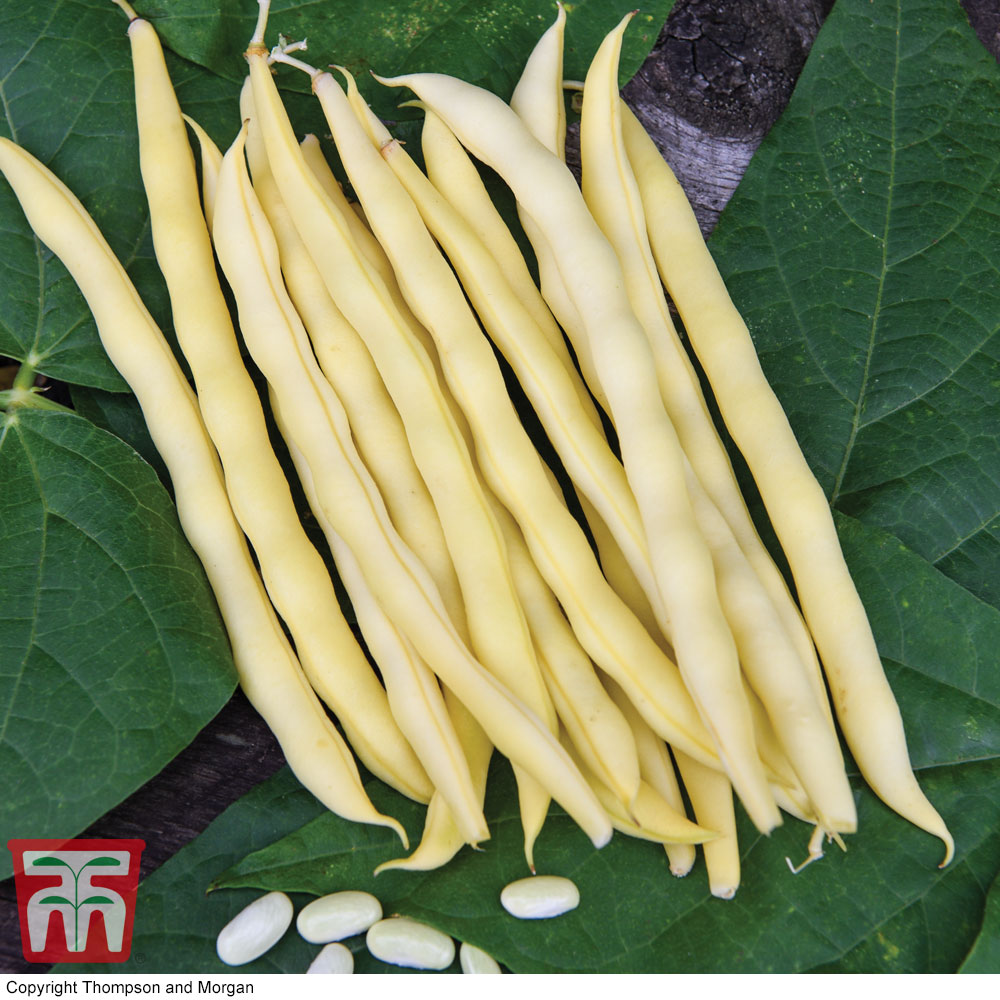 Climbing Bean 'Sunshine'