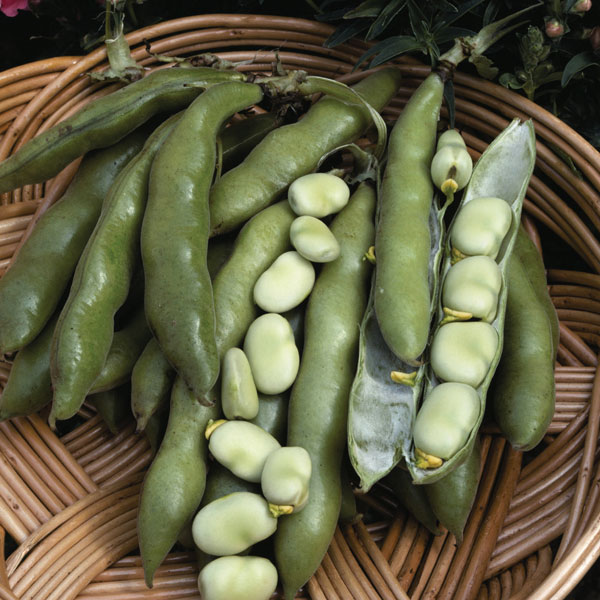Broad Bean 'The Sutton' (Start-A-Garden&trade; Range)