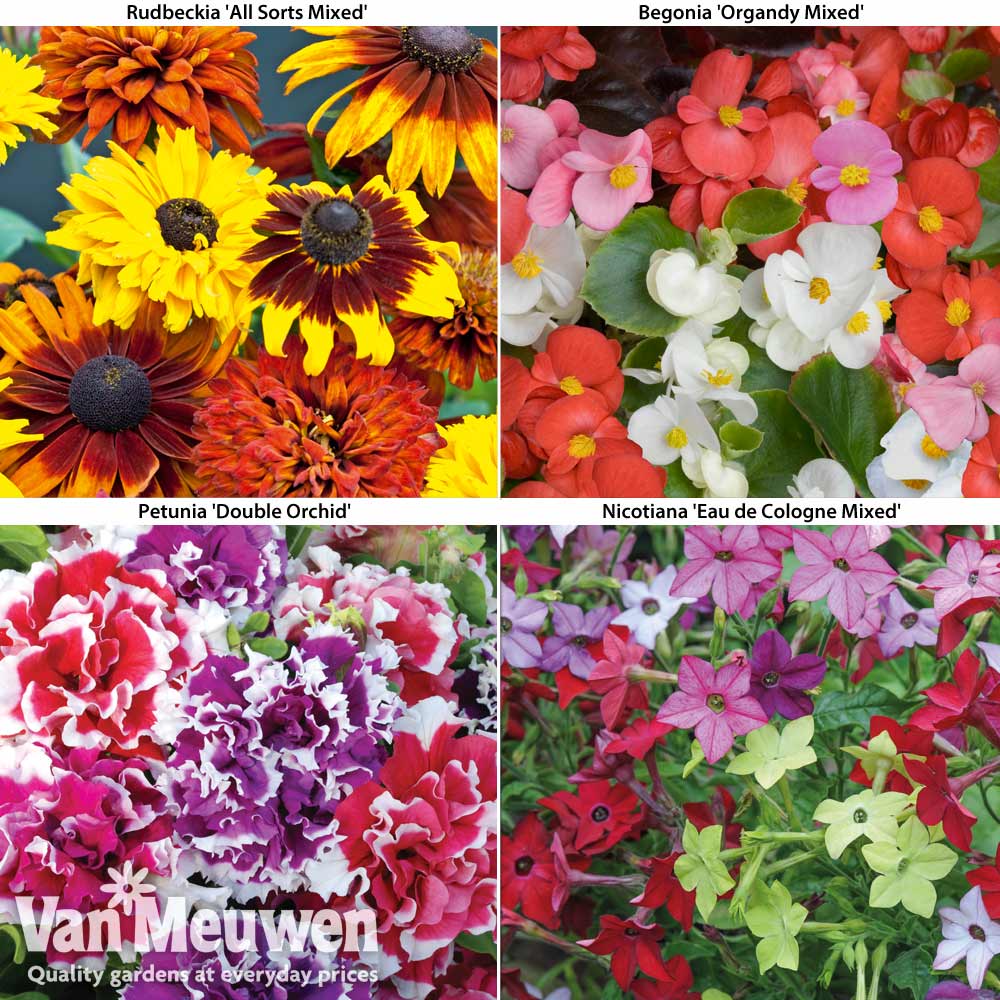 Summer Bedding Collection