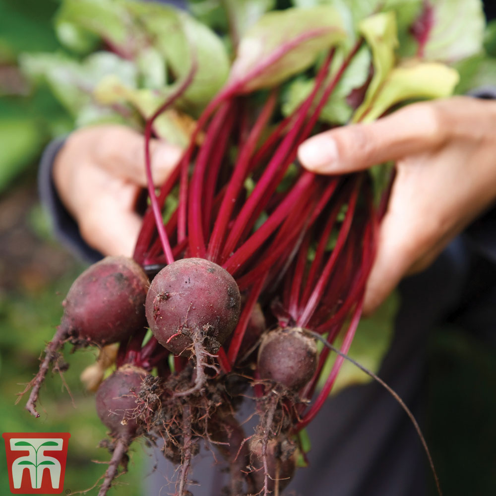 Beetroot 'Pablo' F1 Hybrid