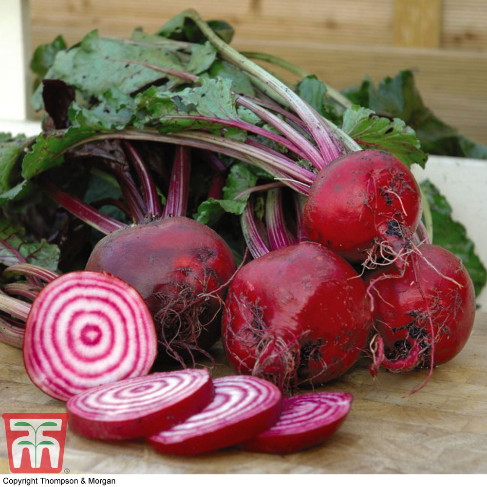 Beetroot 'Chioggia' (Globe)