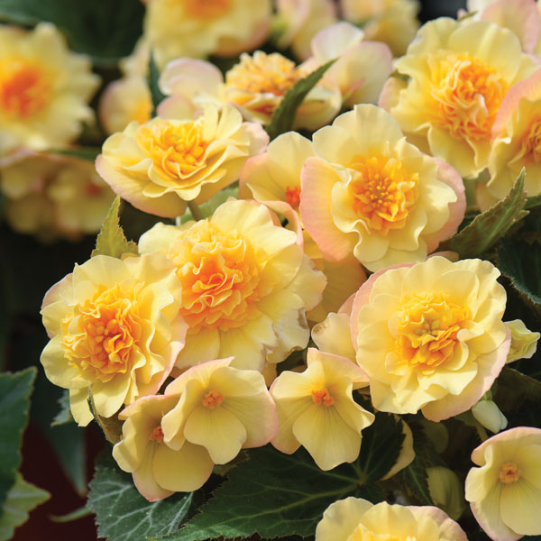 Begonia 'Buffey'