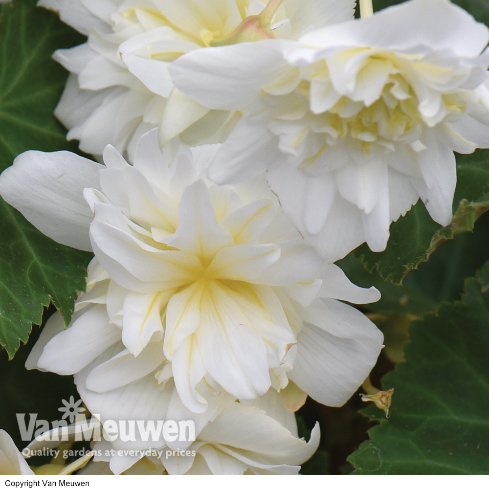 Begonia 'Funky White'