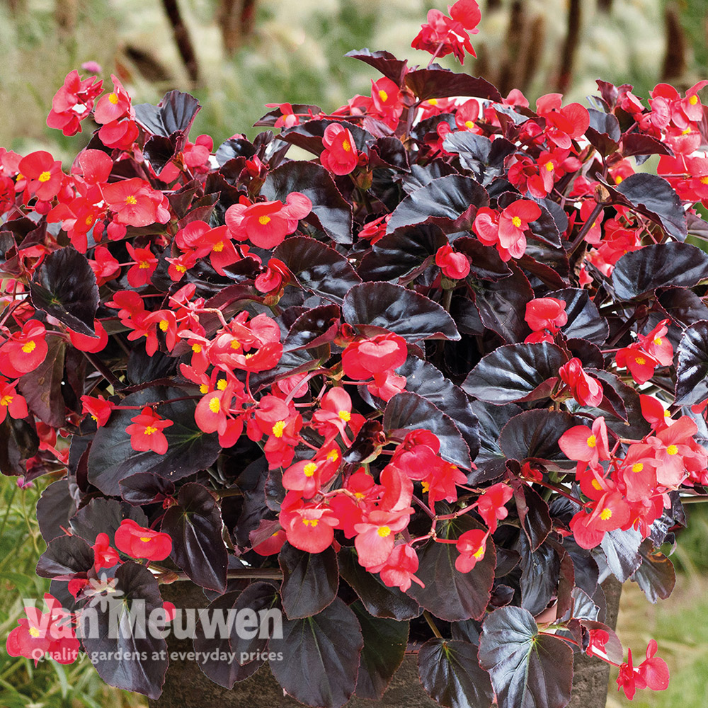 Begonia Viking&trade; XL 'Red on Chocolate'