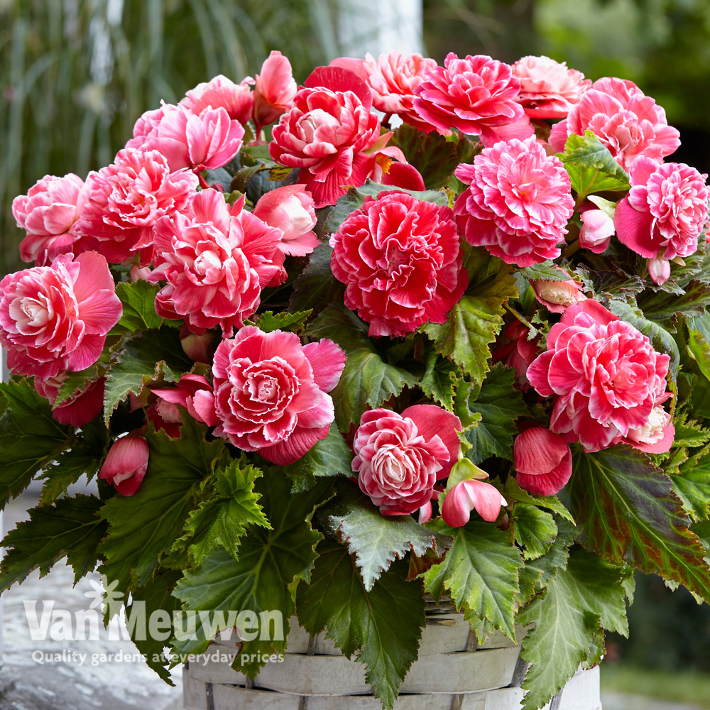 Begonia x tuberhybrida 'Camelia'