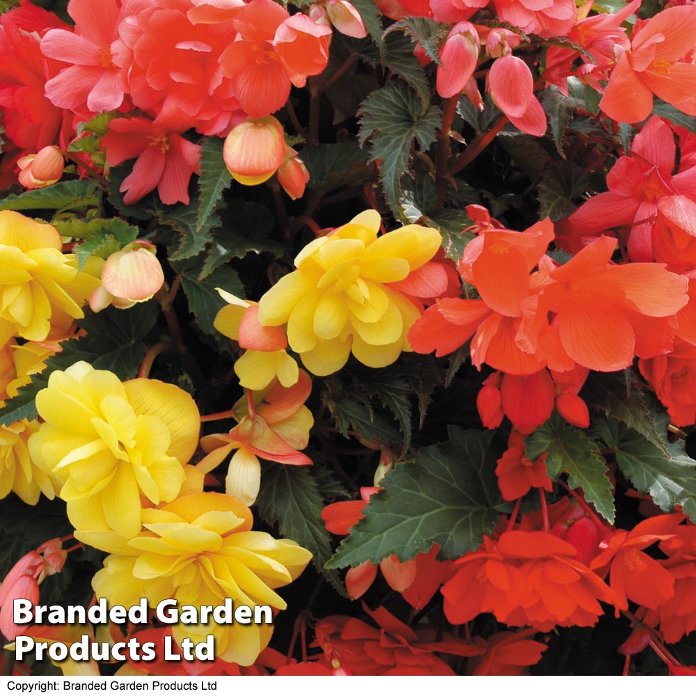 Begonia 'Illumination Mix Molten Lava'