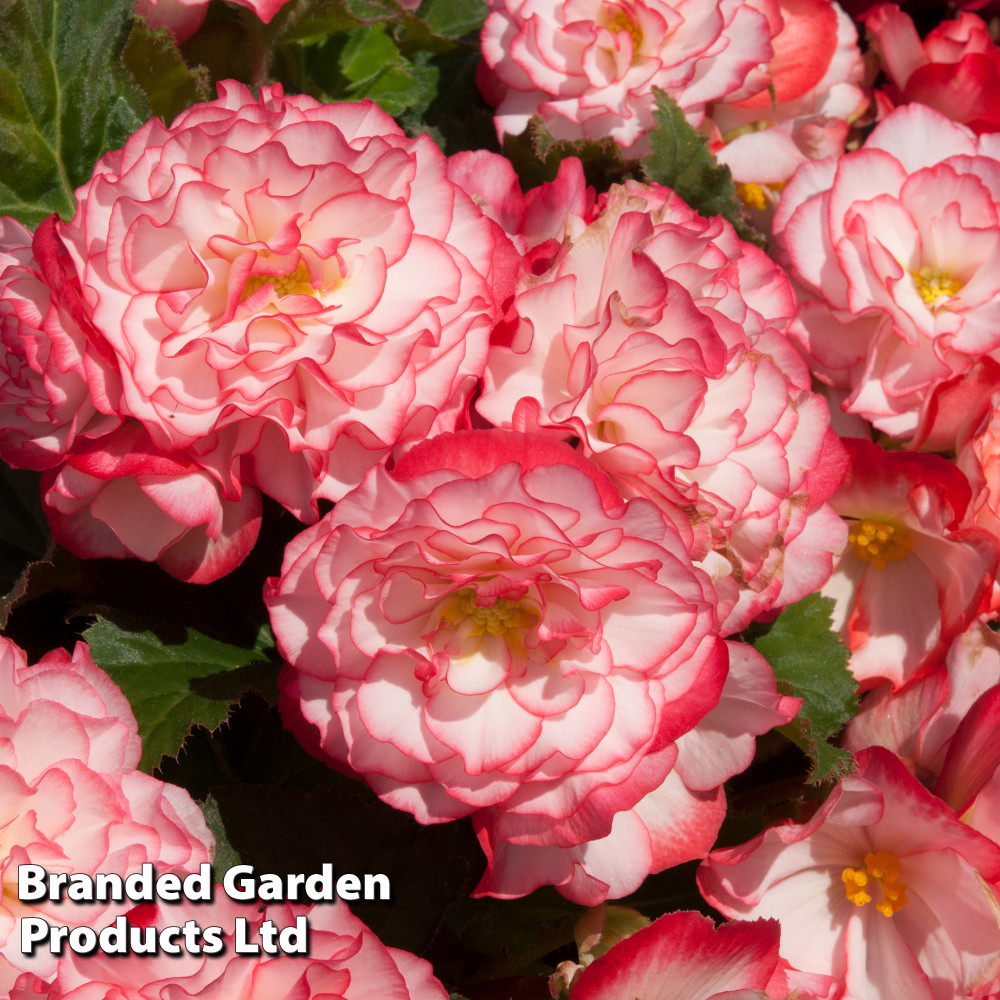 Begonia 'Nonstop&reg; Rose Petticoat'