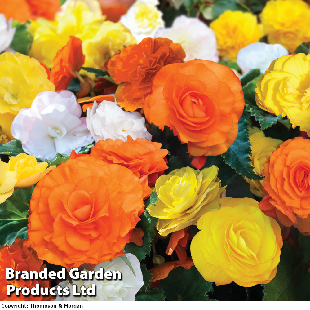 Begonia 'Non-Stop Citrus Mix'