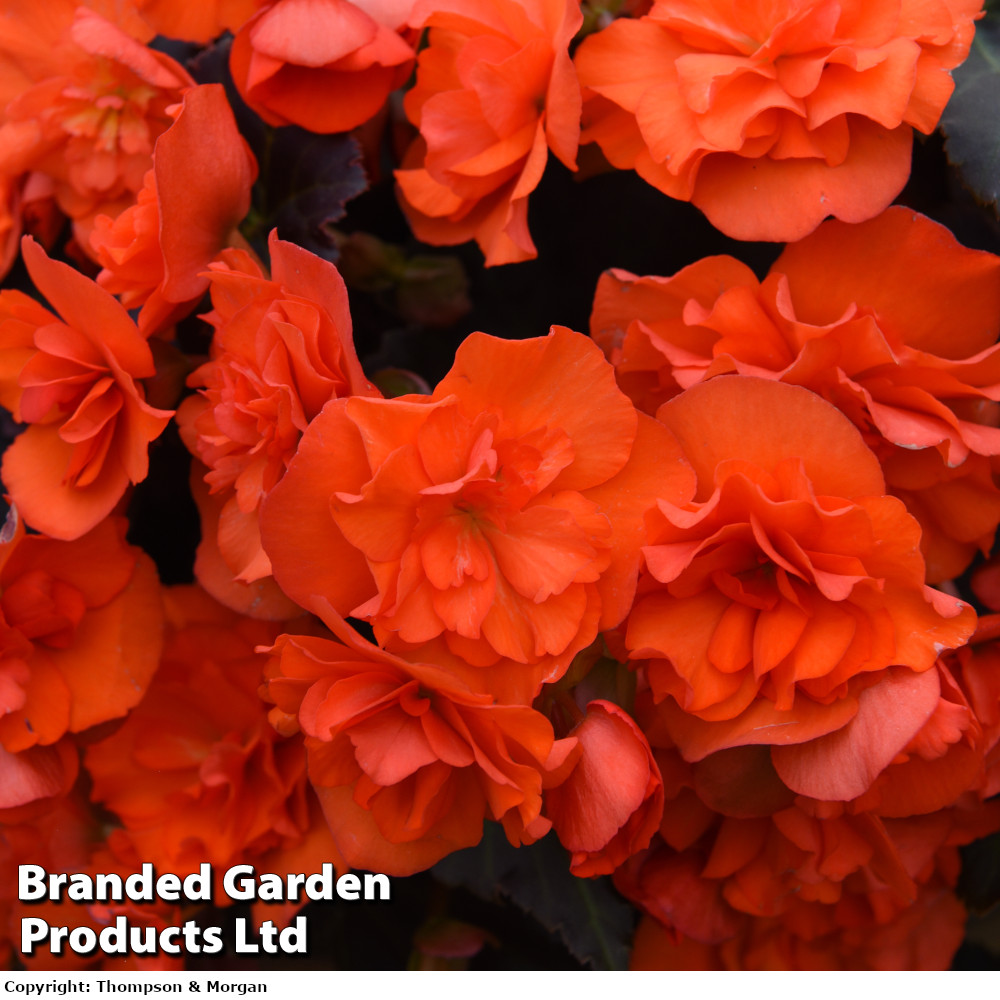 Begonia 'Sunpleasures&reg; Choco Orange'