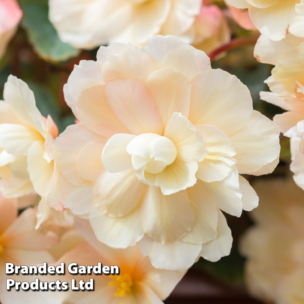 Begonia 'Sweet Spice Appleblossom'