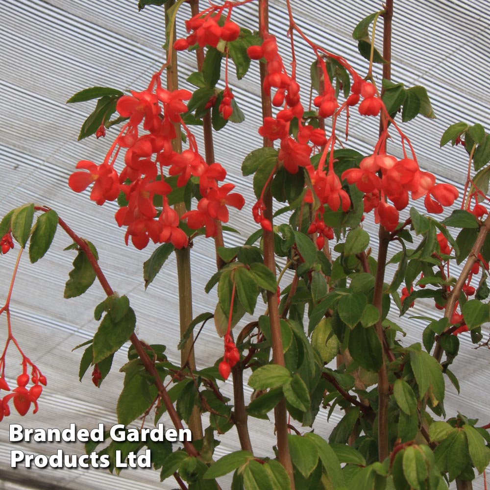 Begonia fuchsioides