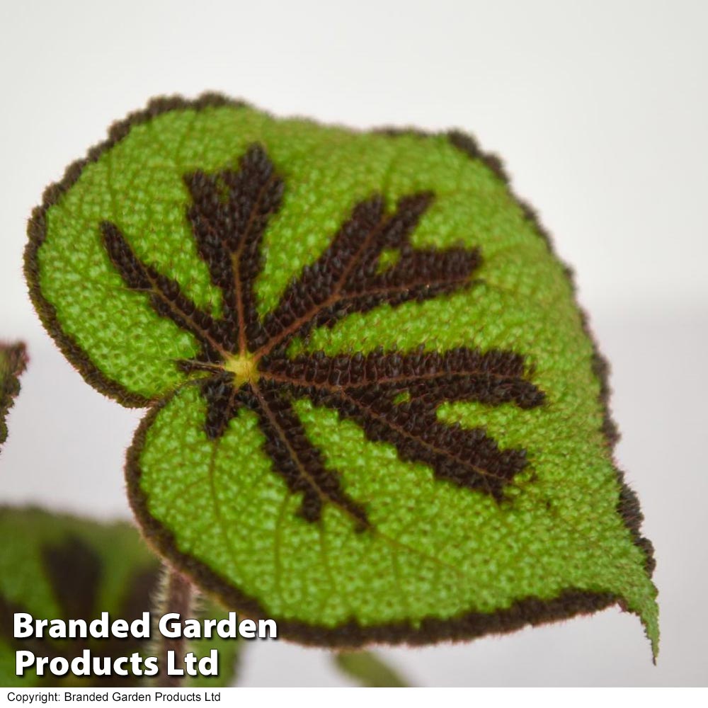 Begonia masoniana 'Rock' | Van Meuwen