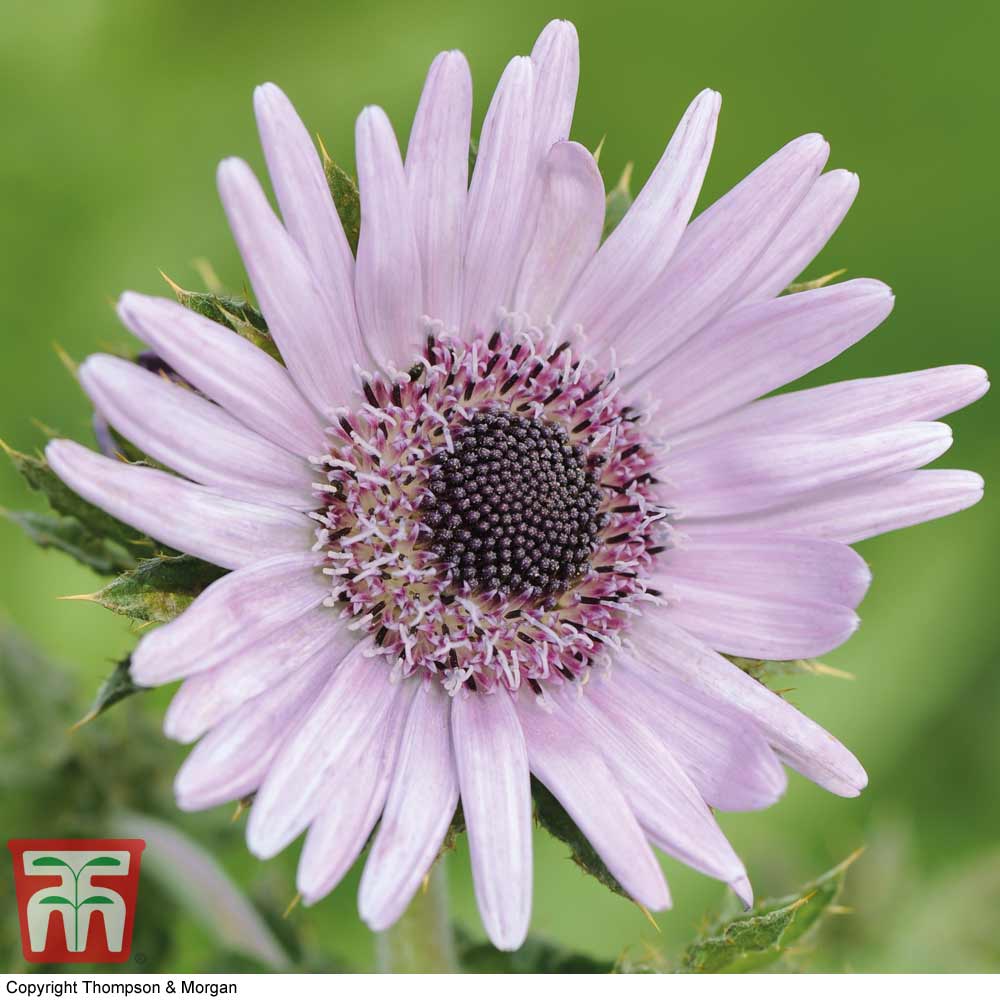 Berkheya purpurea