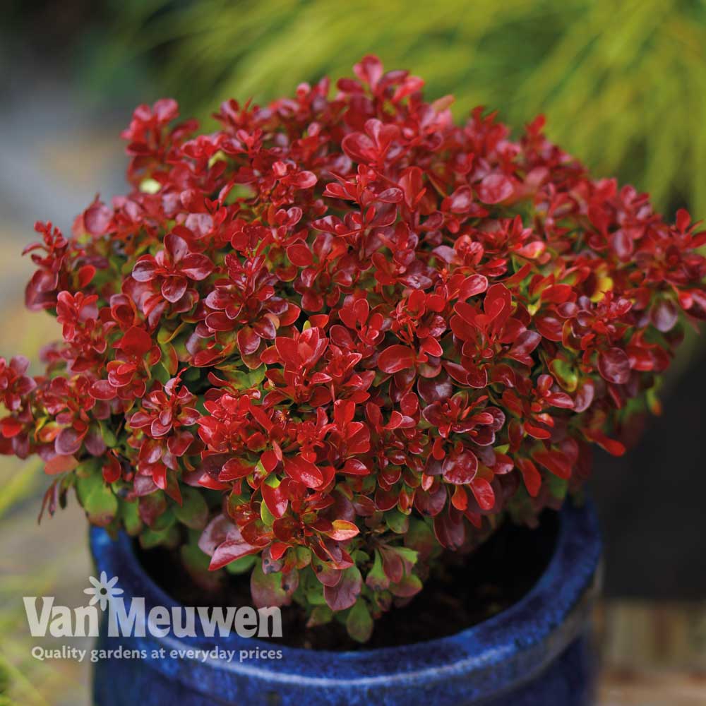 Berberis thunbergii 'Lutin Rouge'