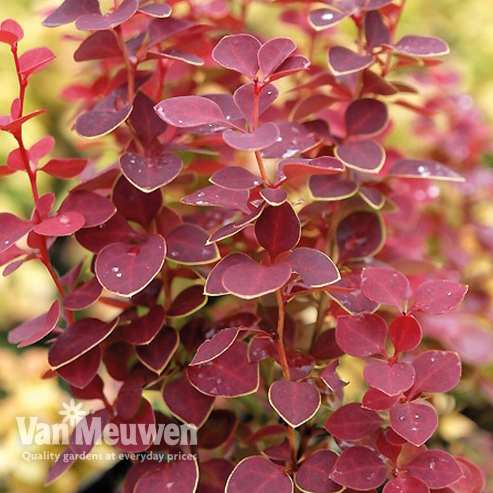 Berberis 'Chiquita'