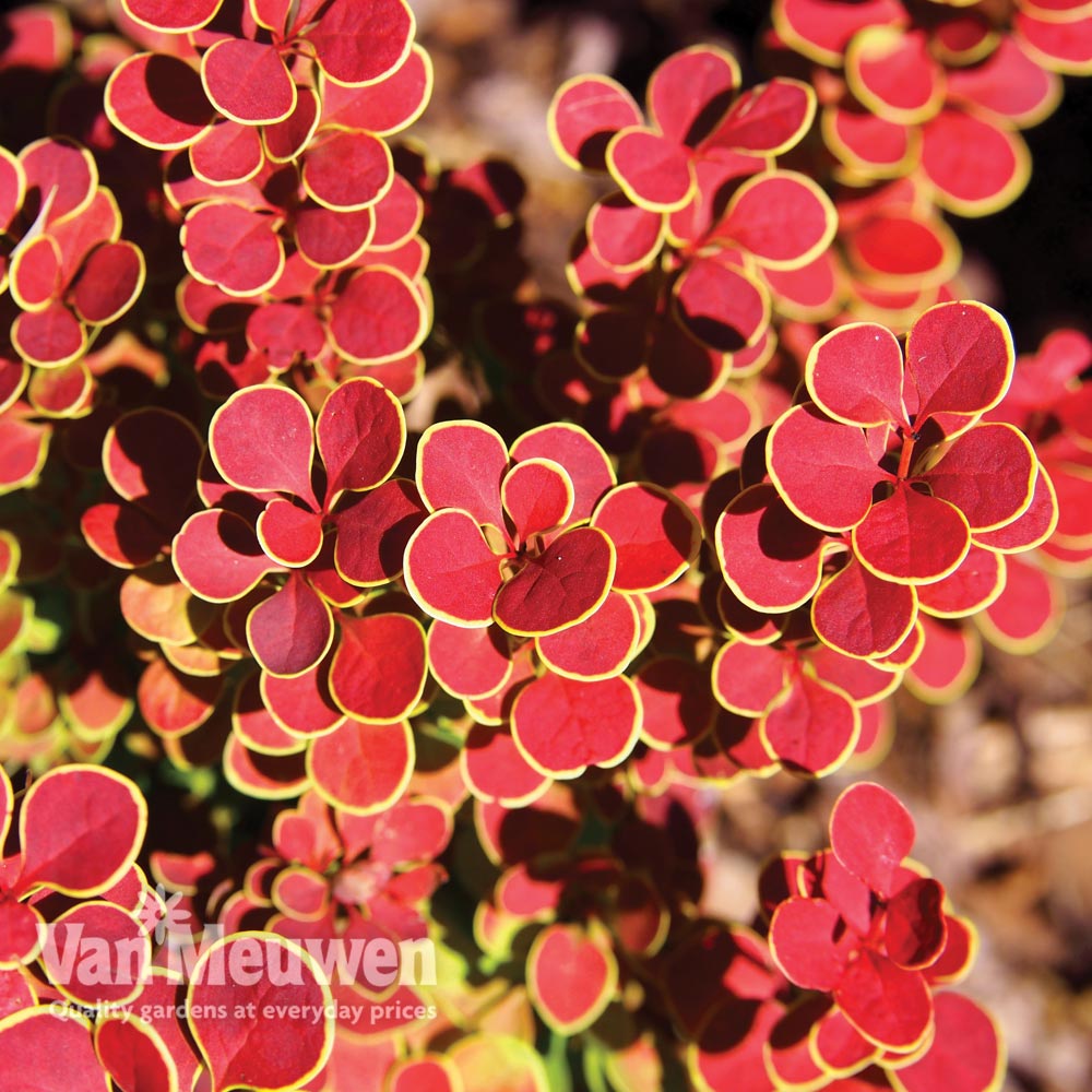 Berberis thunbergii 'Orange Sunrise'